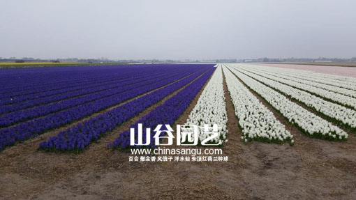 hyacinth lisse 12-4.jpg