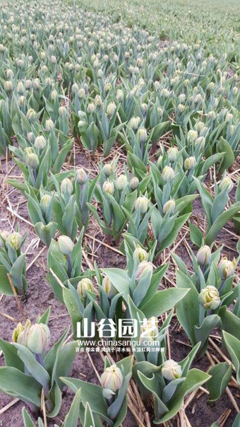 double tulips lisse 12-4.jpg